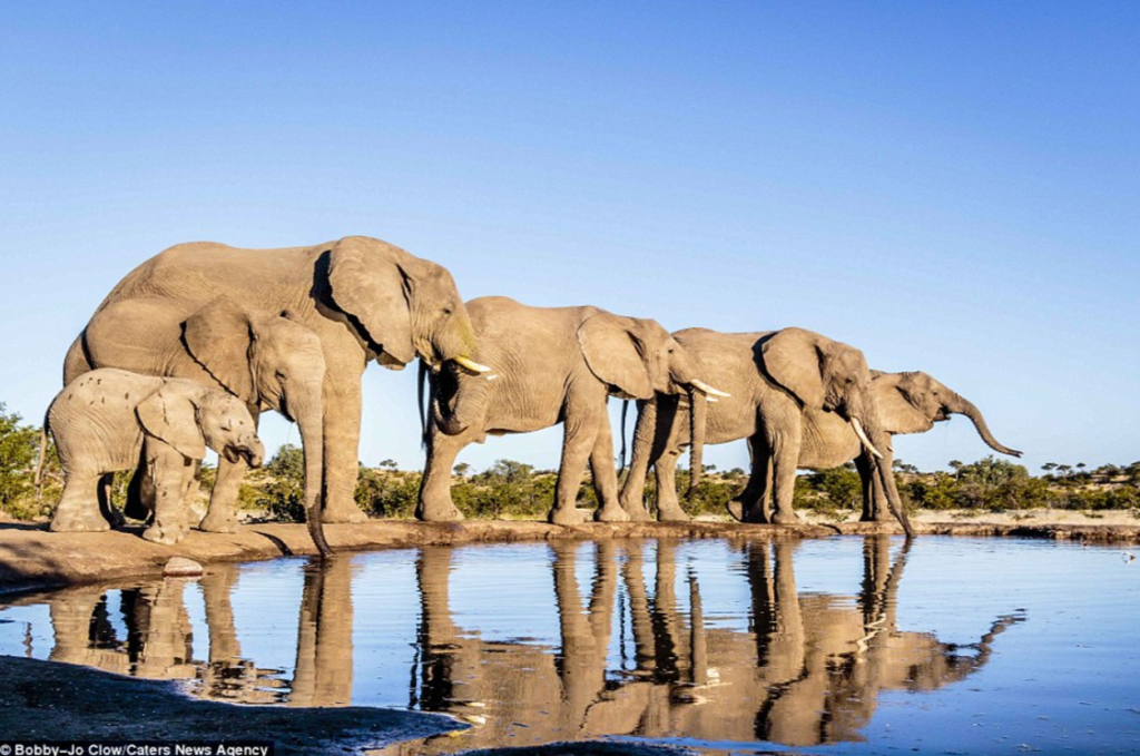 Elephants are highly intelligent social animals - this is how they should live,