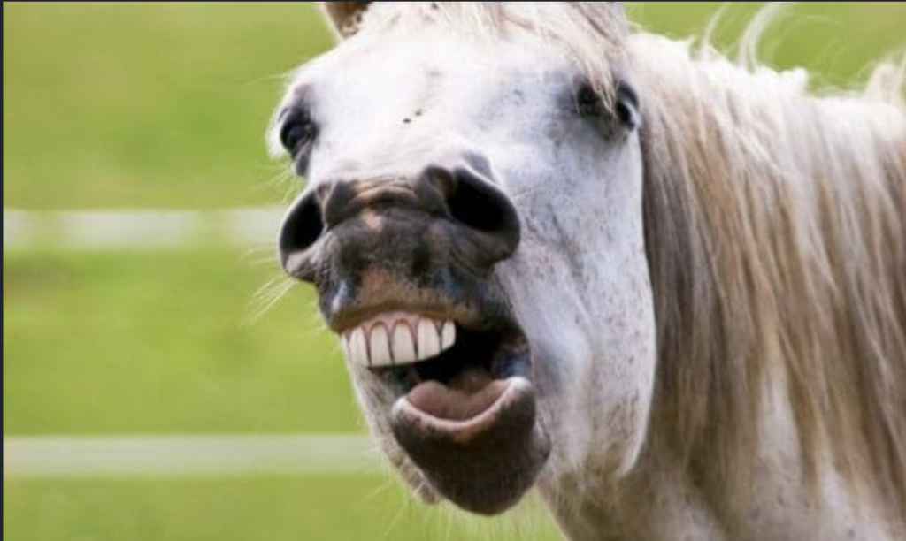 Horse with big teeth